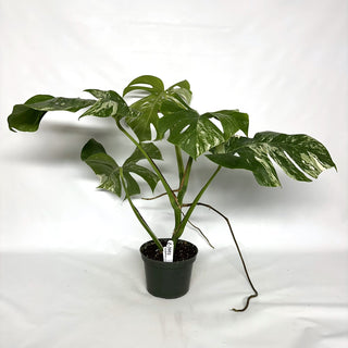 Z-3951 - Monstera deliciosa var. borsigiana albo-variegata