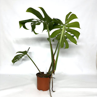 Monstera deliciosa compacta [#1086]