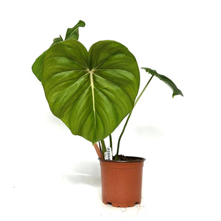 Philodendron 'Dean McDowell' [#1088]