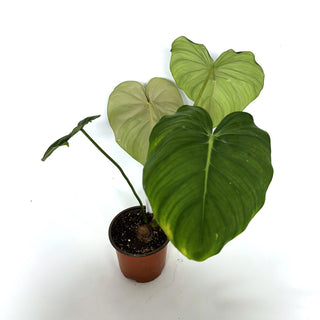 Philodendron 'Dean McDowell' [#1088]