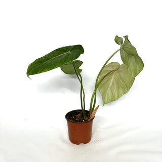 Philodendron 'Dean McDowell' [#1088]