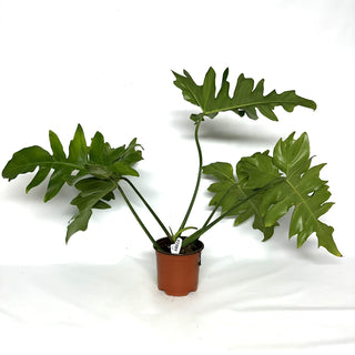 Philodendron ‘Steve’s Leaves Chainsaw’ [#1089]