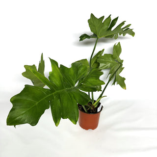 Philodendron ‘Steve’s Leaves Chainsaw’ [#1089]