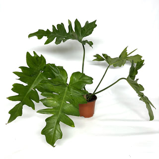 Philodendron ‘Steve’s Leaves Chainsaw’ [#1089]