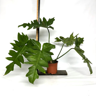 Philodendron ‘Steve’s Leaves Chainsaw’ [#1089]