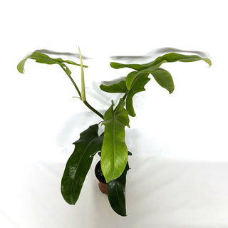 Philodendron 'Jerry Horne' [#1090]