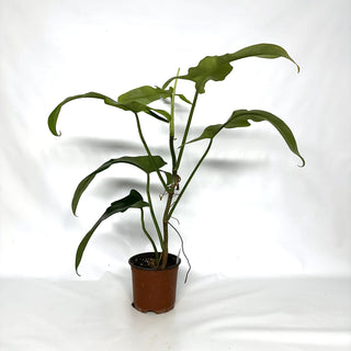 Philodendron 'Jerry Horne' [#1090]