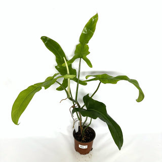 Philodendron 'Jerry Horne' [#1090]