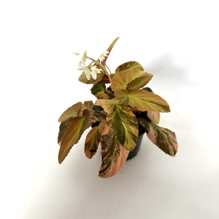 Begonia ‘Withlacoochee’ (Variegated) [#1096]