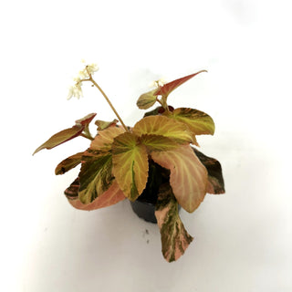 Begonia ‘Withlacoochee’ (Variegated) [#1096]