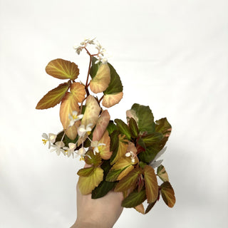 Begonia ‘Withlacoochee’ (Variegated) [#1097]