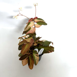 Begonia ‘Withlacoochee’ (Variegated) [#1097]