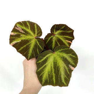 Begonia soli-mutata (variegated) [#1098]