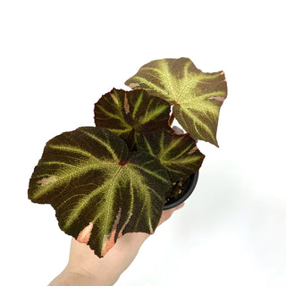 Begonia soli-mutata (variegated) [#1099]