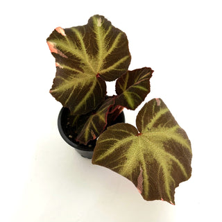 Begonia soli-mutata (variegated) [#1099]