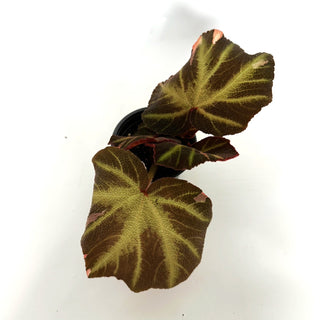 Begonia soli-mutata (variegated) [#1099]