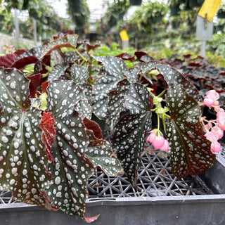 Begonia 'Harmony's White Diamonds'