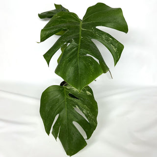 Monstera deliciosa var. borsigiana albo-variegata [#1100]