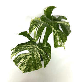 Monstera deliciosa var. borsigiana albo-variegata [#1101]