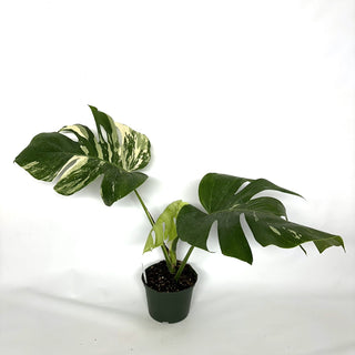 Monstera deliciosa var. borsigiana albo-variegata [#1103]