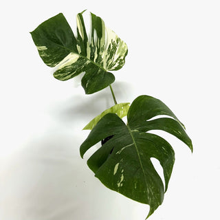 Monstera deliciosa var. borsigiana albo-variegata [#1103]