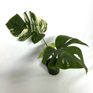 Monstera deliciosa var. borsigiana albo-variegata [#1103]