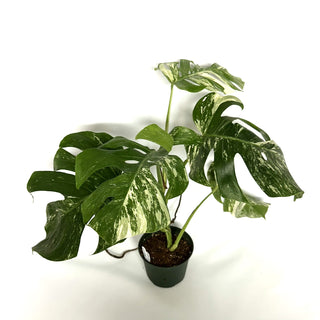 Monstera deliciosa var. borsigiana albo-variegata [#1104]