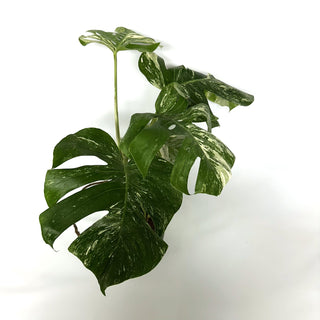 Monstera deliciosa var. borsigiana albo-variegata [#1104]