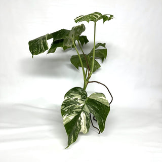 Monstera deliciosa var. borsigiana albo-variegata [#1104]