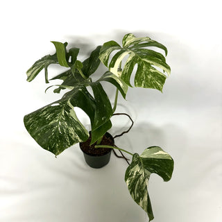 Monstera deliciosa var. borsigiana albo-variegata [#1104]