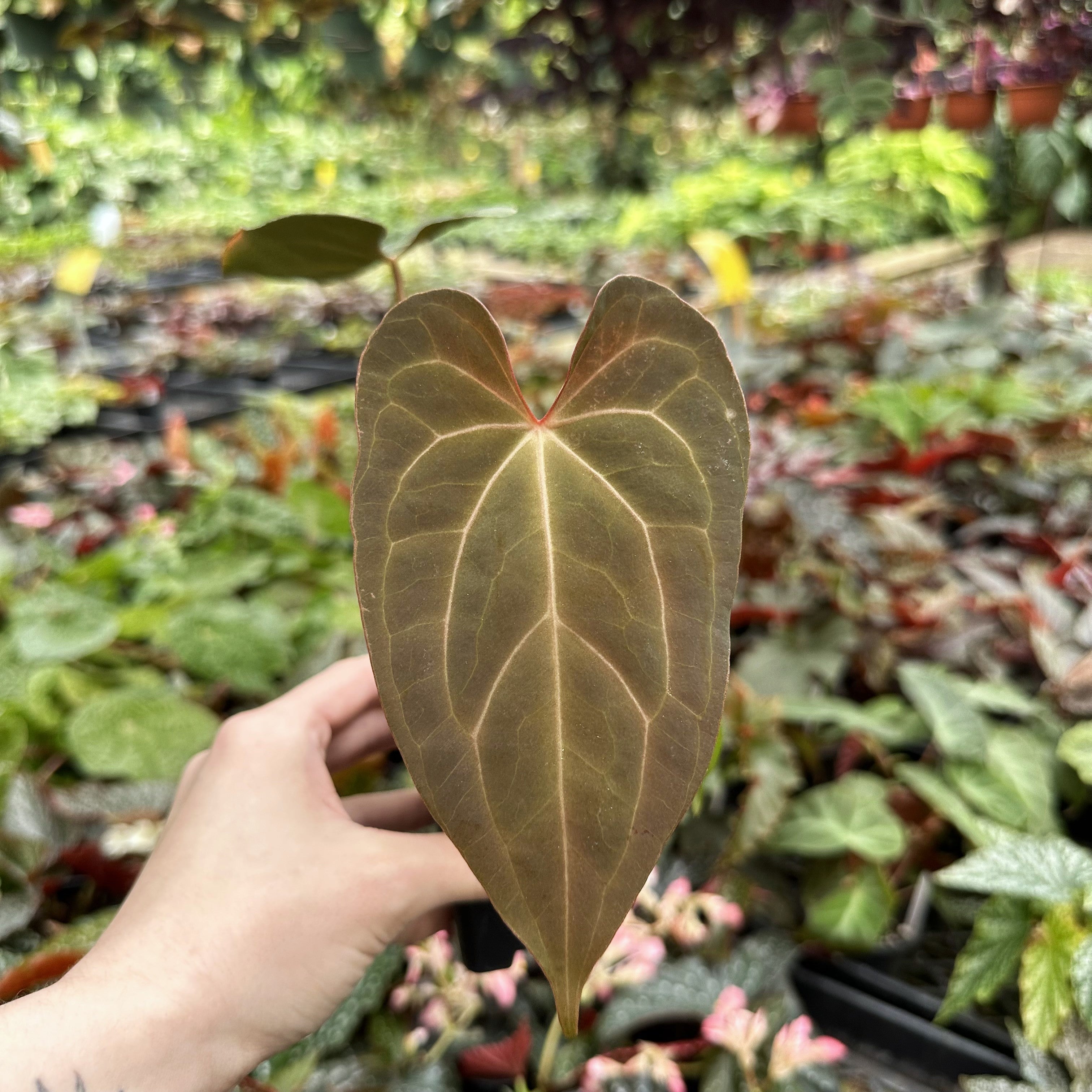 anthurium brielle x zara Anthurium 'Blue Velvet' x 'Zara'