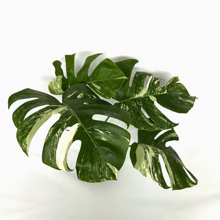 Monstera deliciosa var. borsigiana albo-variegata [#1106]