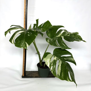 Monstera deliciosa var. borsigiana albo-variegata [#1106]