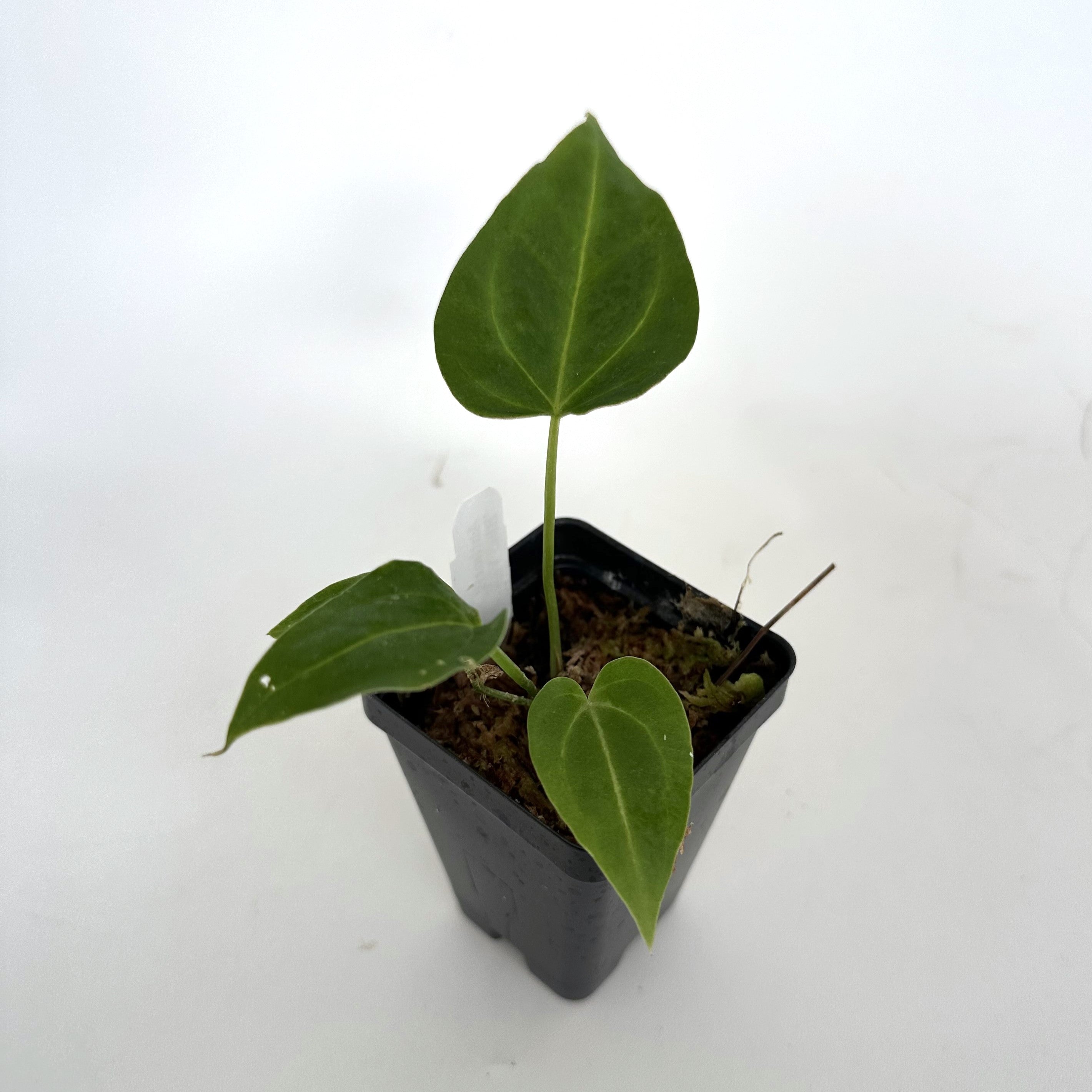 blue anthurium plant Anthurium 'Blue Velvet' x 'Zara'