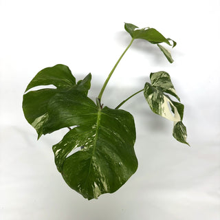 Monstera deliciosa var. borsigiana albo-variegata [#1108]