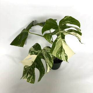 Monstera deliciosa var. borsigiana albo-variegata [#1108]