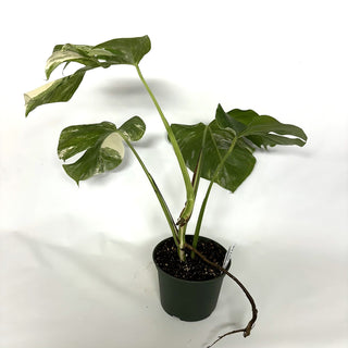 Monstera deliciosa var. borsigiana albo-variegata [#1108]