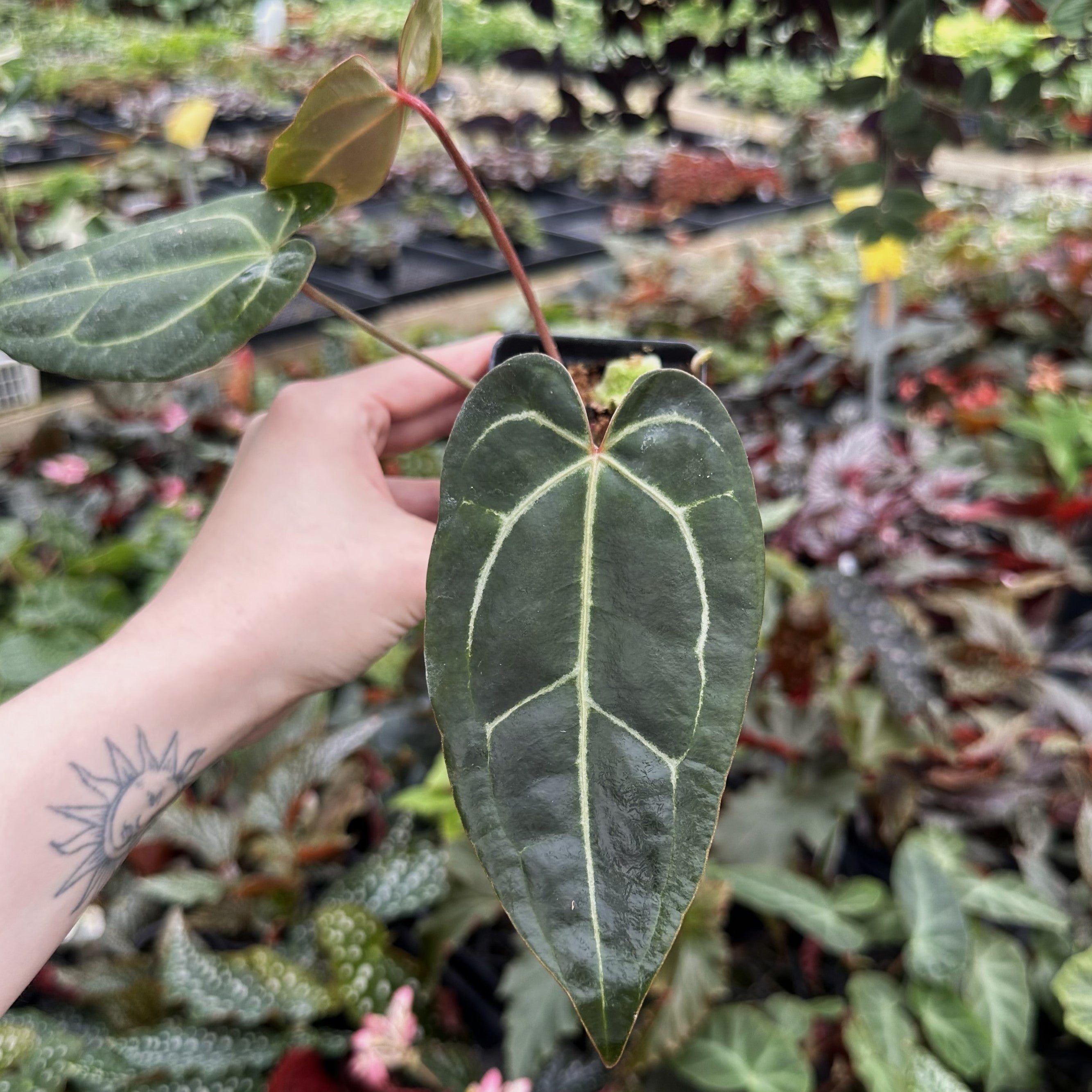 anthurium doc block Anthurium 'Doc Block F2' x aff. besseae