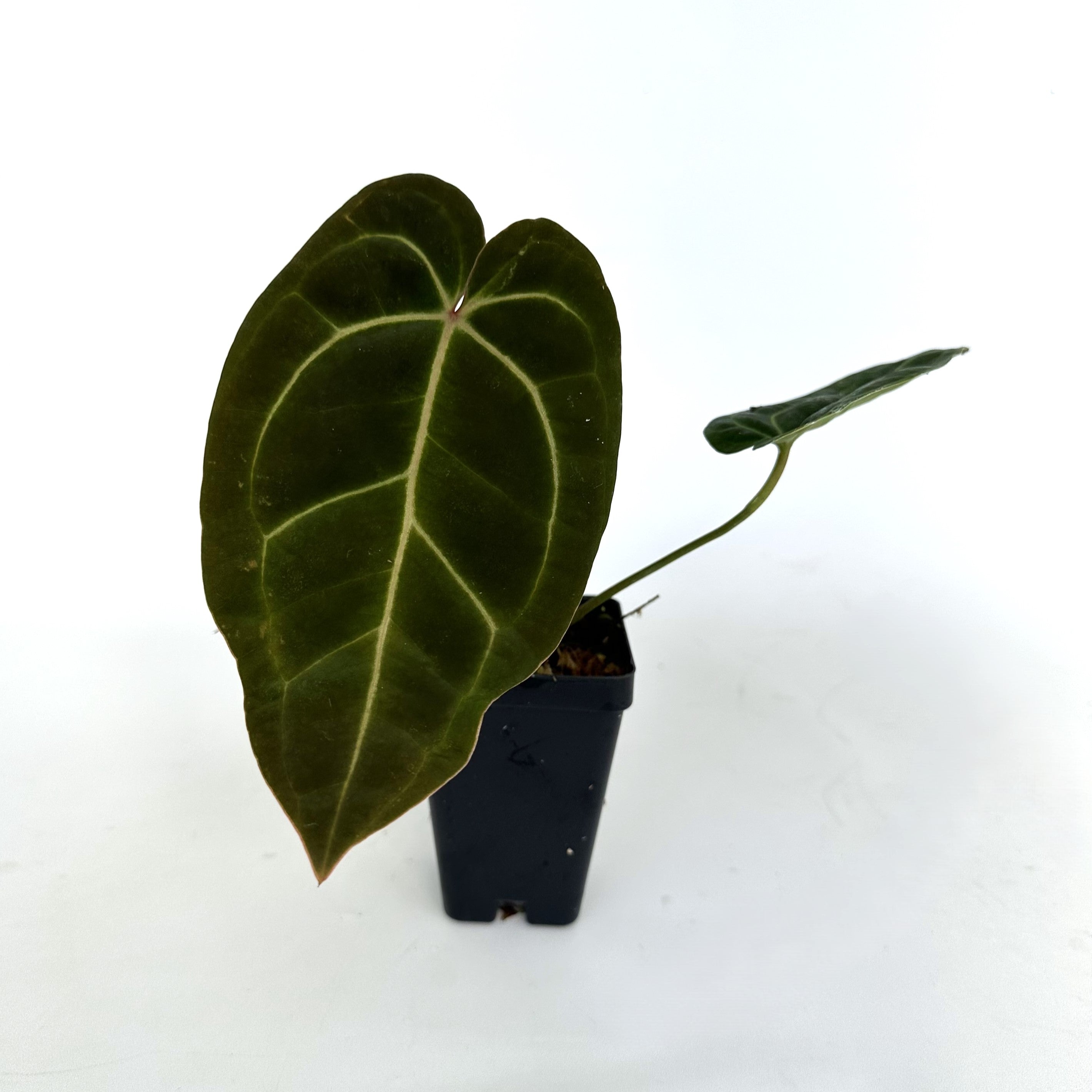 anthurium bessea Anthurium 'Doc Block F2' x aff. besseae