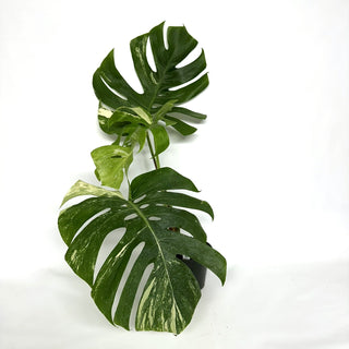 Monstera deliciosa var. borsigiana albo-variegata [#1109]