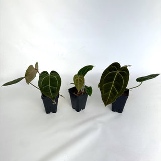 Anthurium 'Doc Block F2' x aff. besseae