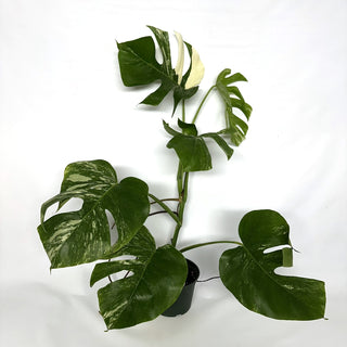 Monstera deliciosa var. borsigiana albo-variegata [#1111]