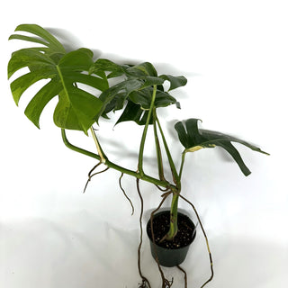 Monstera deliciosa 'Marmorata' [#1112]