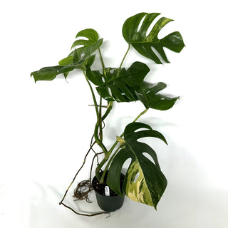 Monstera deliciosa 'Marmorata' [#1112]