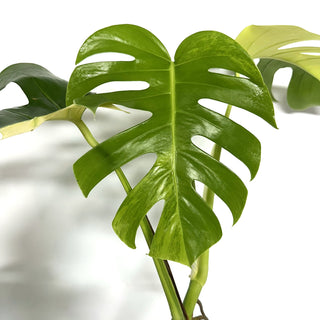 Monstera deliciosa 'Marmorata' [#1113]