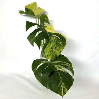 Monstera deliciosa 'Marmorata' [#1113]