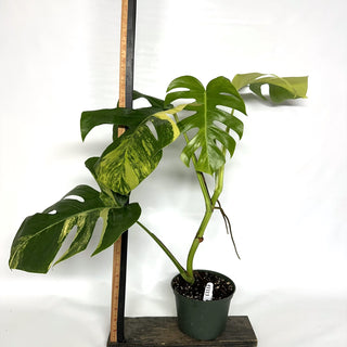 Monstera deliciosa 'Marmorata' [#1113]