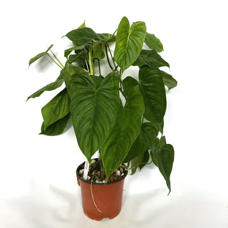 Philodendron sharoniae (Non-TC) [#1116]