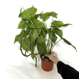 Philodendron sharoniae (Non-TC) [#1116]