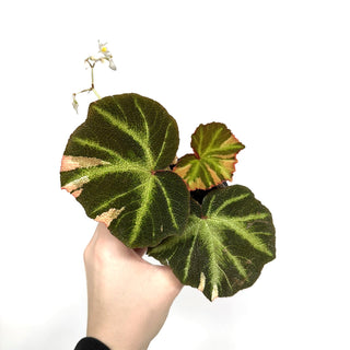 Begonia soli-mutata (variegated) [#1119]